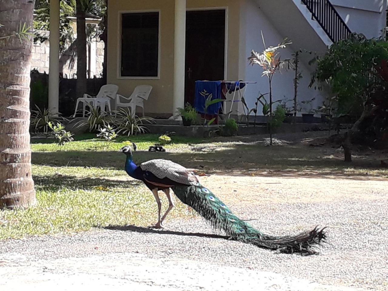Golden Beach Rest Hotel Tangalle Buitenkant foto